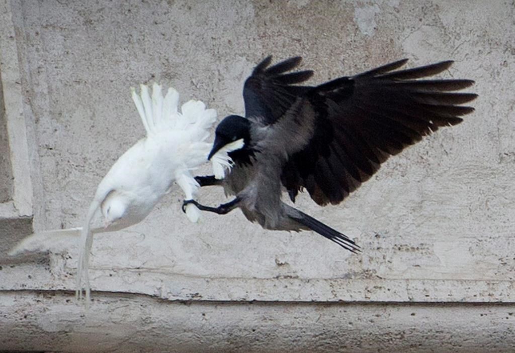 Claim that Pope's 2014 'peace doves' were killed by other birds is false